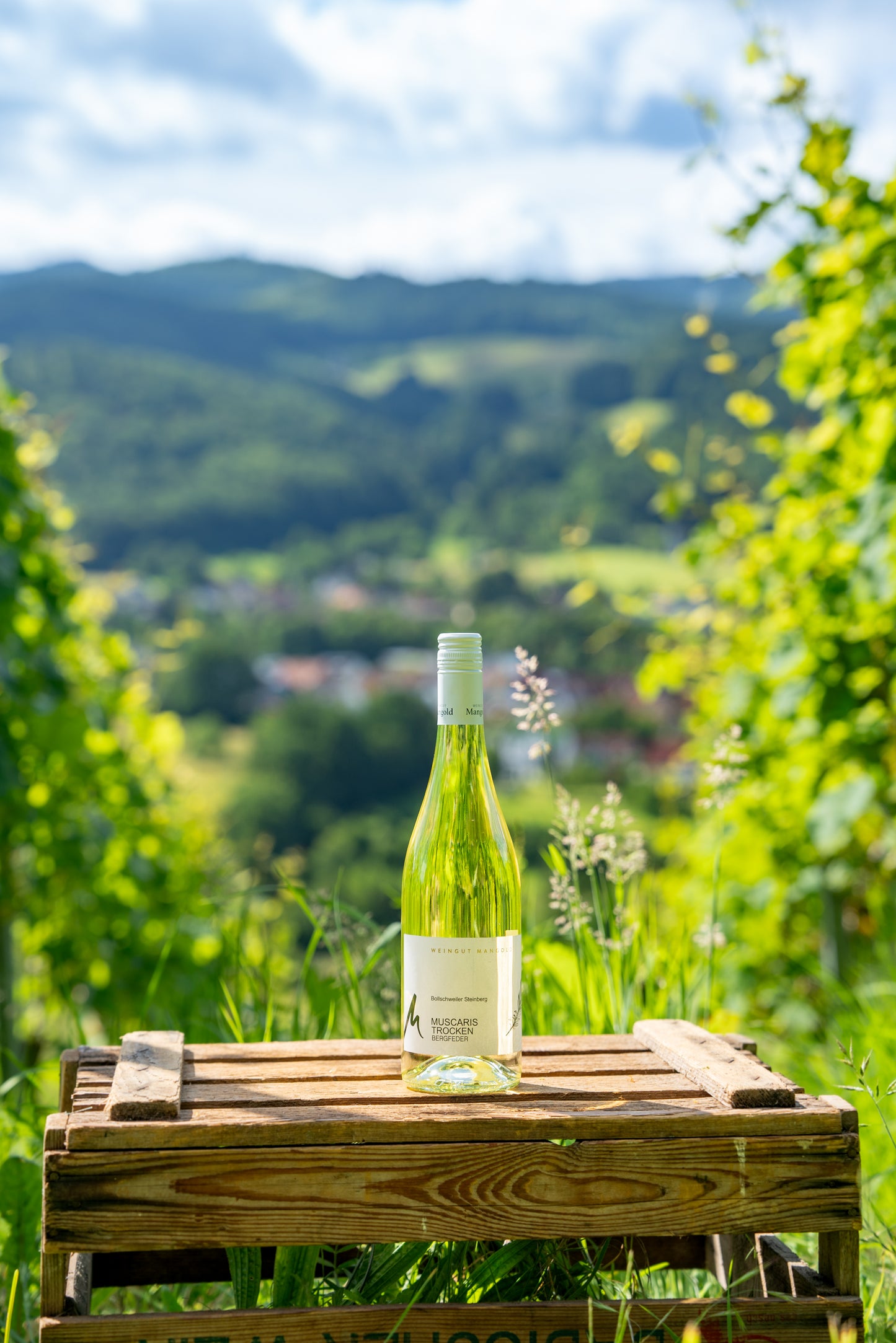 Muscaris Bergfeder trocken